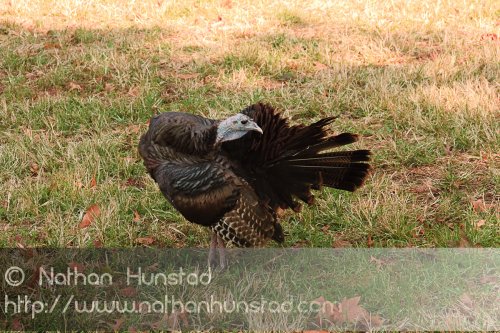 A wild turkey in Battery Park of the non-alcoholic type